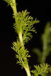 Mayweed <BR>Stinking chamomile